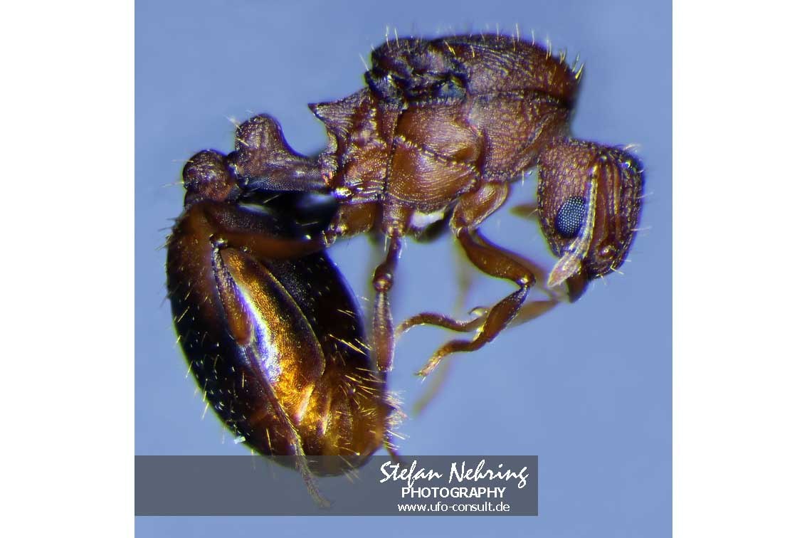 Wasmannia auropunctata (Kleine Feuerameise)