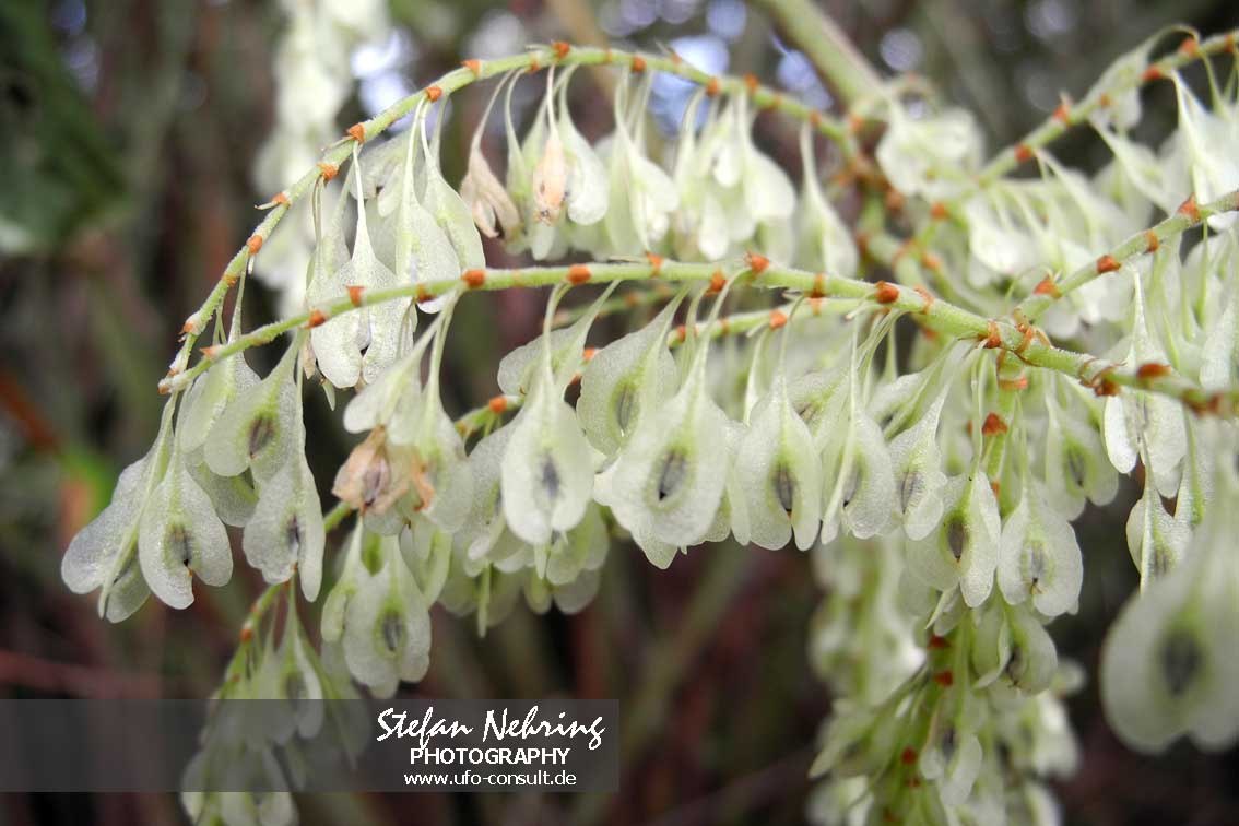 Reynoutria japonica (Japanischer Staudenknöterich)