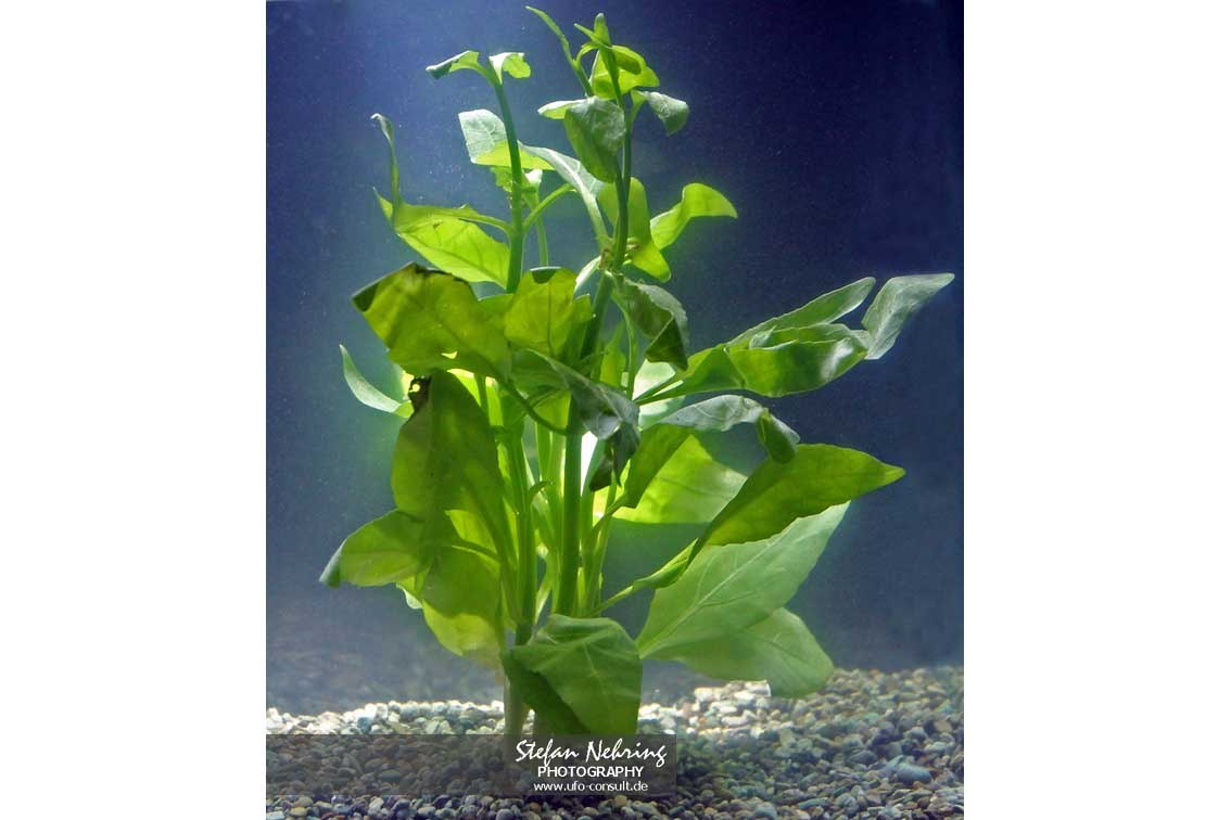 Gymnocoronis spilanthoides (Falscher Wasserfreund)