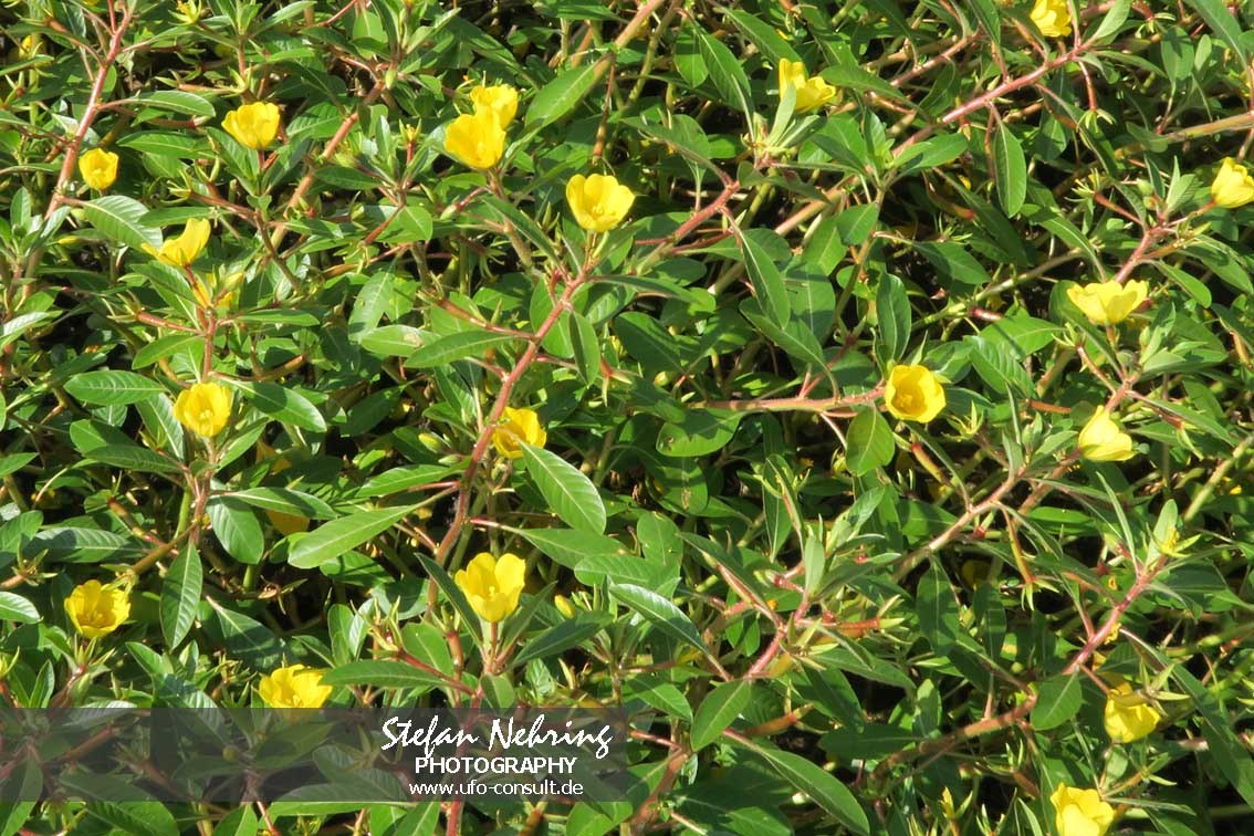 Ludwigia peploides (Flutendes Heusenkraut)