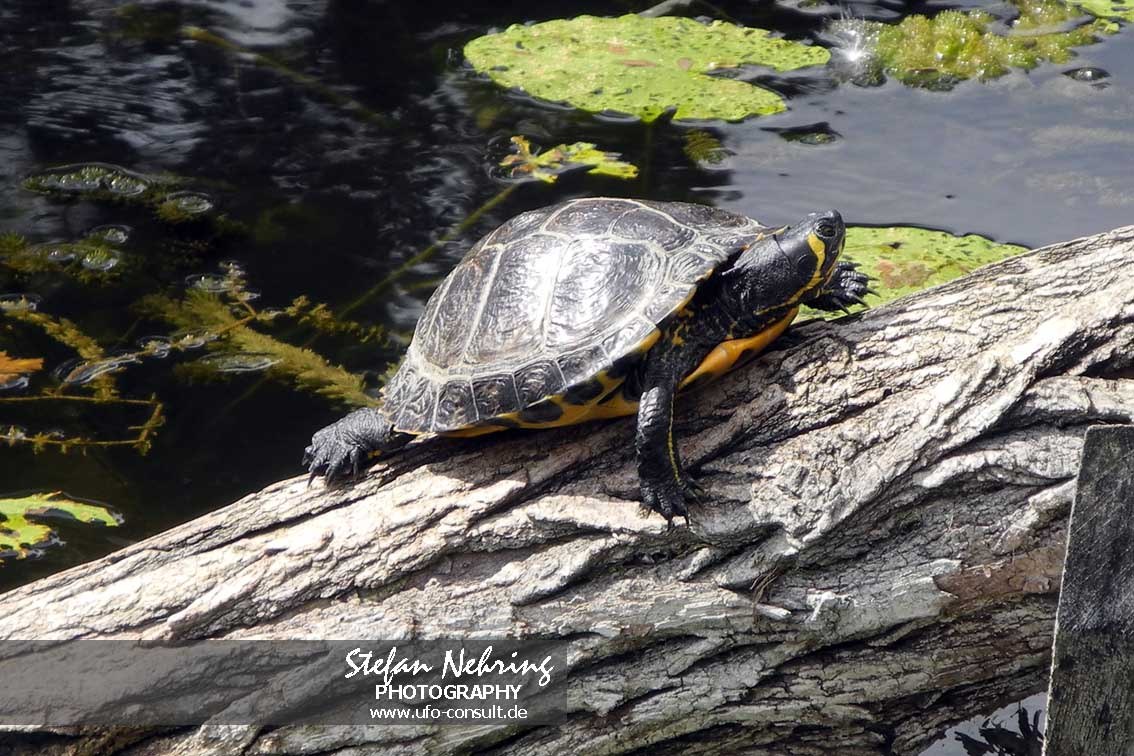 Trachemys scripta (Buchstaben-Schmuckschildkröte)
