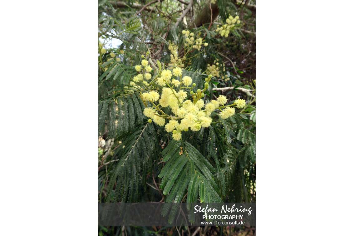 Acacia mearnsii (Schwarze Akazie)