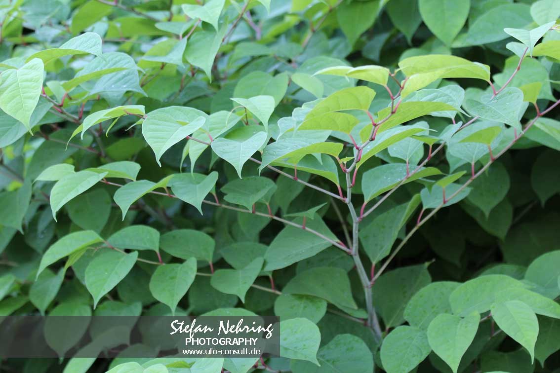 Reynoutria japonica (Japanischer Staudenknöterich)