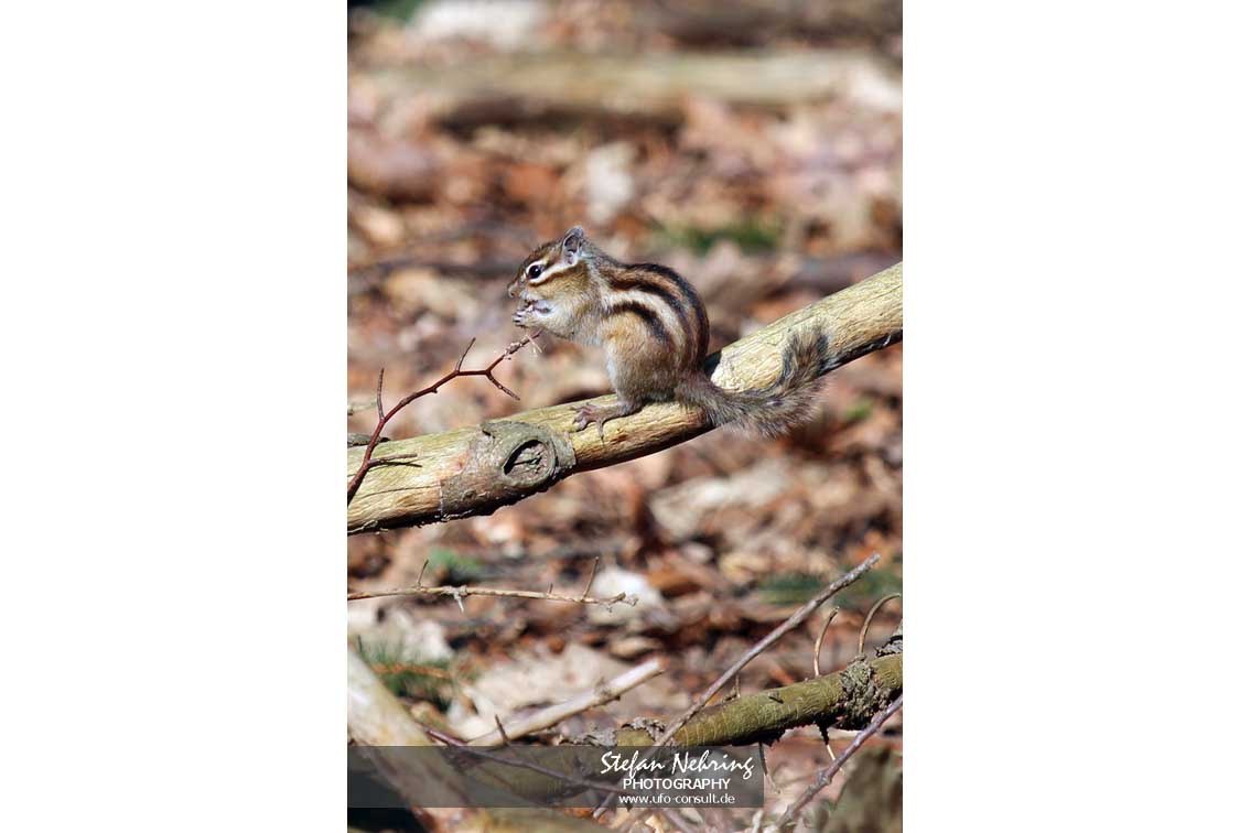 Tamias sibiricus (Sibirisches Streifenhörnchen)