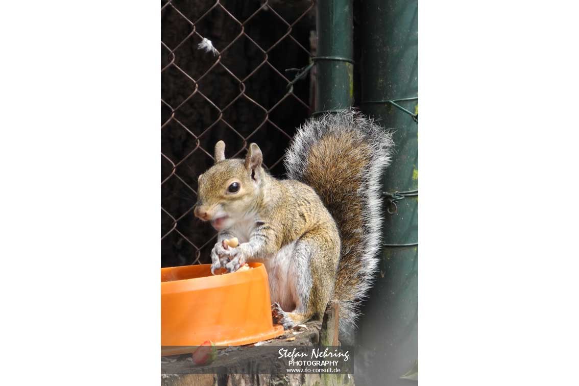 Sciurus carolinensis (Grauhörnchen)