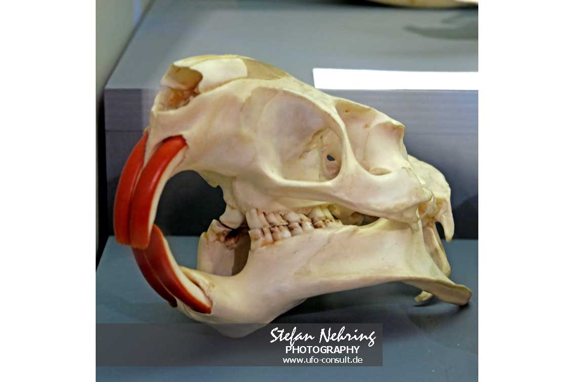 Myocastor coypus (Nutria)